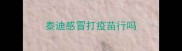 泰迪感冒打疫苗行吗