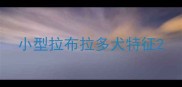 小型拉布拉多犬特征