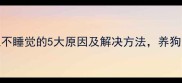 狗狗晚上不睡觉的5大原因及解决方法养狗人必看