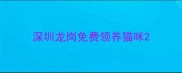 深圳龙岗免费领养猫咪