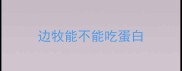边牧能不能吃蛋白