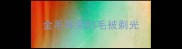 金毛耳朵的毛被剃光