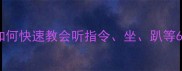 金毛犬基础服从训练指南如何快速教会听指令坐趴等6项核心技能宠物训练全攻略