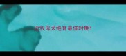 边牧母犬绝育最佳时期