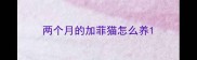 两个月的加菲猫怎么养