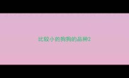 比较小的狗狗的品种