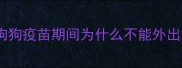 狗狗疫苗期间为什么不能外出