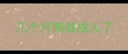 几个月狗就成人了
