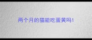 两个月的猫能吃蛋黄吗
