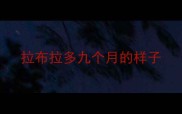 拉布拉多九个月的样子