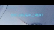 如何训练猫咪上蹲厕
