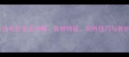 纯黑色拉布拉多全攻略品种特征饲养技巧与养护误区