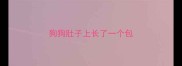 狗狗肚子上长了一个包