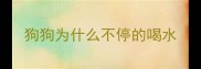 狗狗为什么不停的喝水