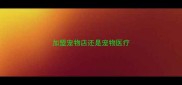 加盟宠物店还是宠物医疗