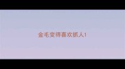 金毛变得喜欢抓人
