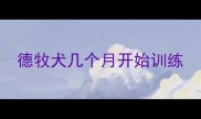 德牧犬几个月开始训练