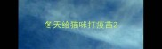 冬天给猫咪打疫苗