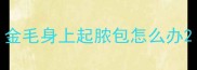 金毛身上起脓包怎么办