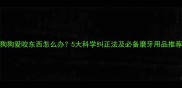 狗狗爱咬东西怎么办5大科学纠正法及必备磨牙用品推荐