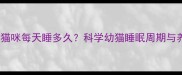 三个月大猫咪每天睡多久科学幼猫睡眠周期与养护指南