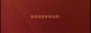 拉布拉多怀孕25天