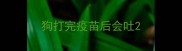 狗打完疫苗后会吐
