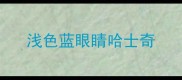 浅色蓝眼睛哈士奇