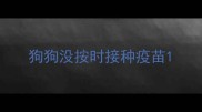 狗狗没按时接种疫苗