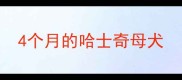 4个月的哈士奇母犬