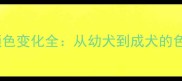 边境牧羊犬成长期颜色变化全从幼犬到成犬的色变规律及养护指南