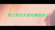 哈士奇幼犬喜欢睡地板