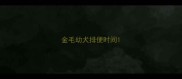 金毛幼犬排便时间