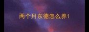两个月东德怎么养