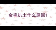 金毛扒土什么原因