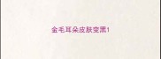 金毛耳朵皮肤变黑