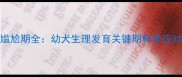 金毛尴尬期全幼犬生理发育关键期科学应对指南