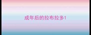 成年后的拉布拉多