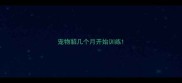 宠物貂几个月开始训练
