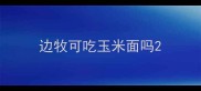 边牧可吃玉米面吗