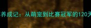 拉布拉多冠军养成记从萌宠到比赛冠军的120天训练全记录