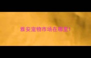 雅安宠物市场在哪里