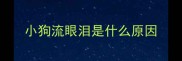小狗流眼泪是什么原因