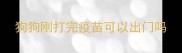 狗狗刚打完疫苗可以出门吗