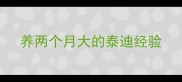 养两个月大的泰迪经验