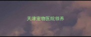 天津宠物医院领养