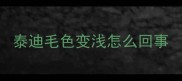 泰迪毛色变浅怎么回事