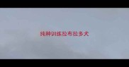 纯种训练拉布拉多犬