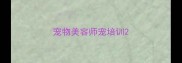 宠物美容师宠培训