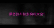 黑色拉布拉多狗名大全